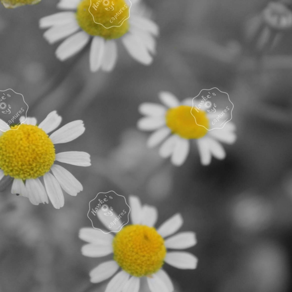 Chamomile print #1